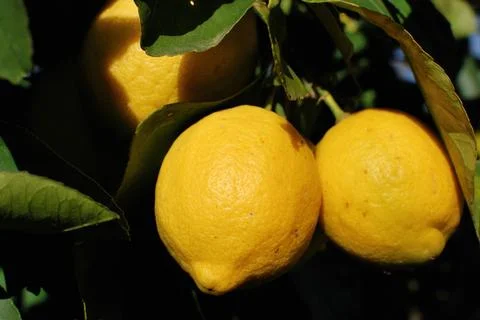 Ripe lemons on the branches of a tree. Foto stock