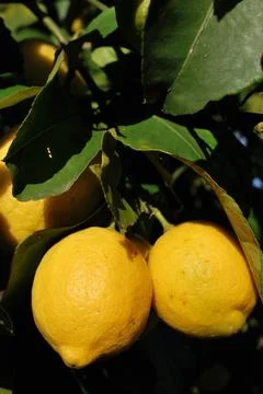 Ripe lemons on the branches of a tree. Stock Photos