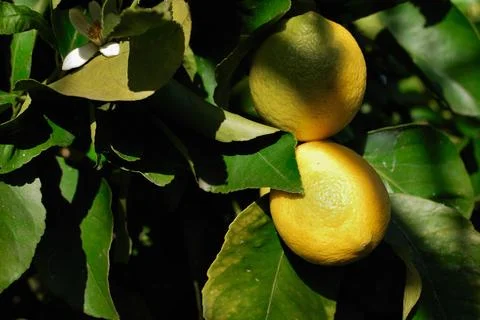 Ripe lemons on the branches of a tree. Stock Photos