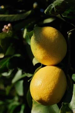 Ripe lemons on the branches of a tree. Stock Photos