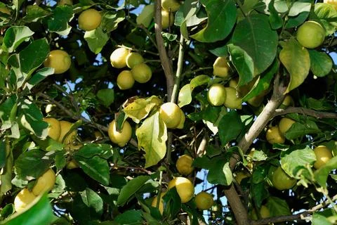 Ripe lemons on the branches of a tree. Stock Photos