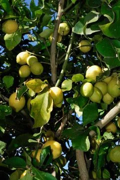Ripe lemons on the branches of a tree. Stock Photos