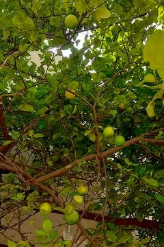 Ripe Lemons Galore on Tree Stock Photos