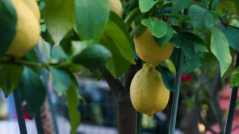 Ripe lemons growing on the lemon tree plant  branch in a garden. Stock Footage 136085445