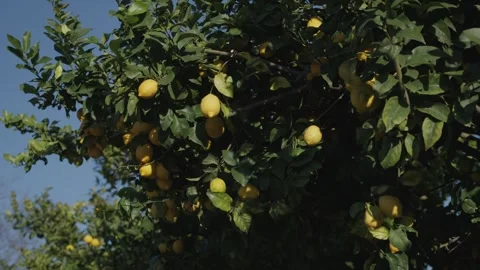 Ripe Lemons Growing on Tree in Orchard Stock Footage 325847569
