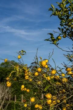 Ripe Lemons Growing on Tree Under Blue Sky Photos