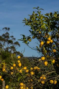 Ripe Lemons Growing on Tree Under Blue Sky Fotos Stock