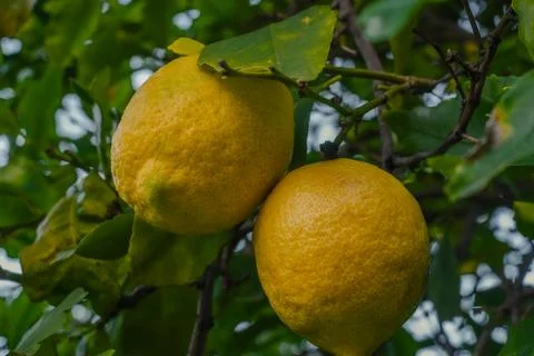 Ripe Lemons Hanging Stock Photos