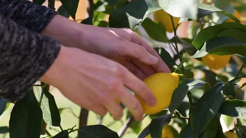 Ripe Lemons Hanging On Tree, Close up. Woman hand Picking Ripe Lemon Stock Footage 173606392