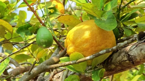 Ripe Lemons hanging on tree. Growing Lemon. Stock Footage 305772037