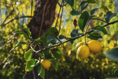 Ripe lemons hanging on a tree Stock Photos