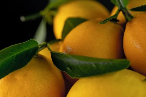Ripe lemons in large quantities Stock Photos