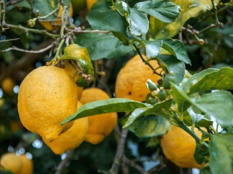Ripe lemons on a lemon tree Stock Photos