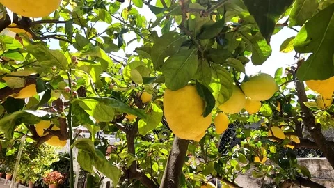 Ripe lemons on a lemon tree in sunlight Stock Footage 326124177