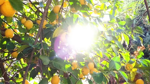 Ripe lemons on lemon trees with sun beams on foliage Stock Footage 198511026