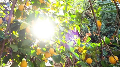 Ripe lemons on lemon trees with sun beams on foliage Stock Footage 198511041