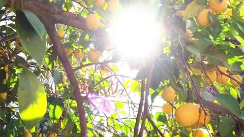 Ripe lemons on lemon trees with sun beams on foliage Stock Footage 198511323