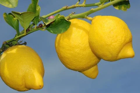 Ripe lemons Stock Photos