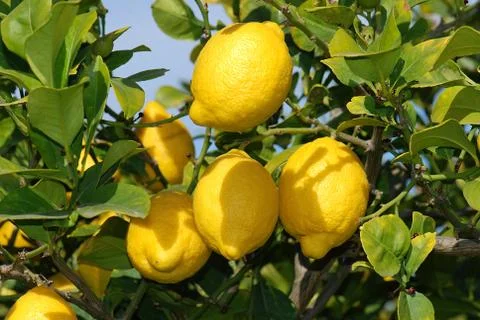 Ripe lemons Stock Photos