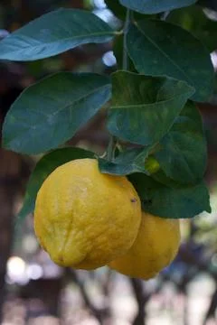 Ripe Lemons on Tree Branch Stock Photos