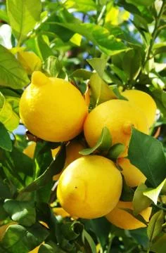 Ripe Lemons on Tree Stock Photos