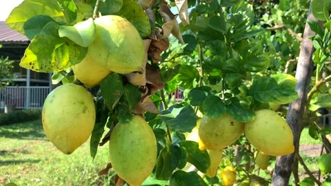 Ripe lemons on tree in summer. Vídeo Stock 202083013