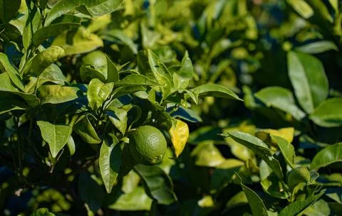 Ripe lime hang on a tree branch. Foto stock