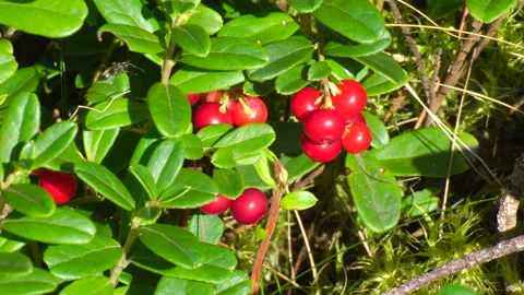 Ripe lingonberry grows in the forest. Vídeos de archivo 114745046