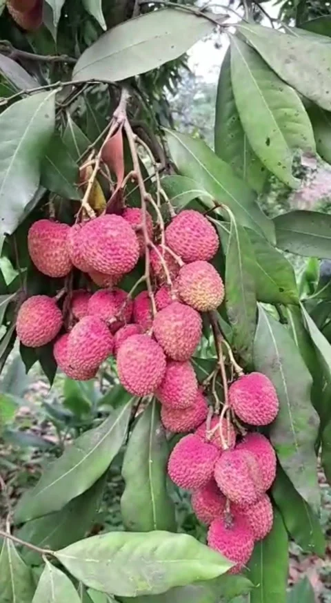 Ripe Litchis Hanging on the tree Stock Footage 195986812