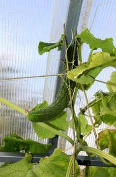 A ripe, long, bumpy cucumber on a branch in a greenhouse Stock Photos