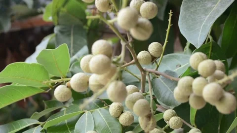 Ripe longan fruit is orange on tree branches and green leaves Stock Footage 256279455