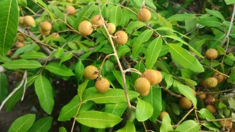 Ripe longan fruit sway gently on slender Stock Footage 306981440