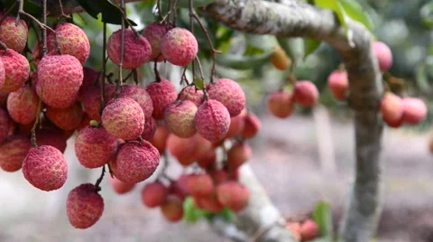 Ripe lychees fruit on tree, Asia fruit of Chiang Mai in Thailand, Panning shot. Stock Footage 51312853