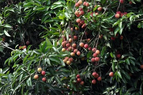 Ripe Lychees on tree. Stock Photos
