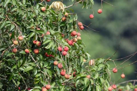 Ripe Lychees on tree. Foto stock