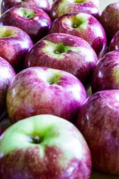 Ripe macintosh apples on a table 스톡 사진