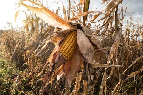 Ripe maize corn on the cob Stock Photos