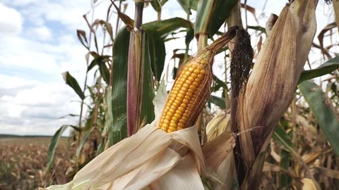 Ripe maize corn on the cob on the plantation Stock Footage 122376973