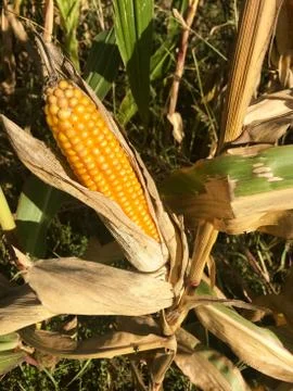 Ripe maize corn ear on the cob Stock Photos