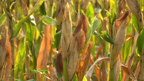 Ripe maize ready for harvest. Stock Footage 128430787