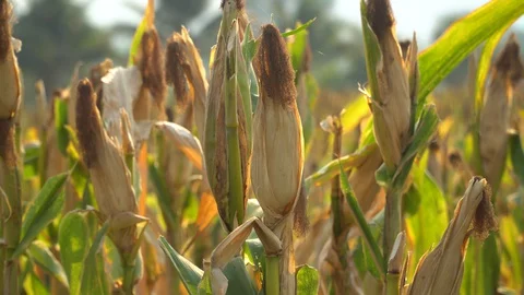 Ripe maize ready for harvest. Stock Footage 128430802