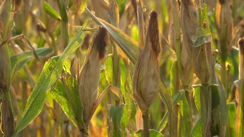 Ripe maize ready for harvest. Stock Footage 128430833