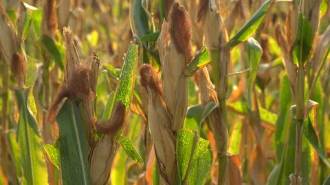 Ripe maize ready for harvest. Stock Footage 128430863
