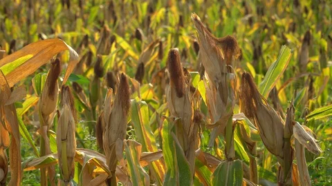 Ripe maize ready for harvest. Stock Footage 128430880