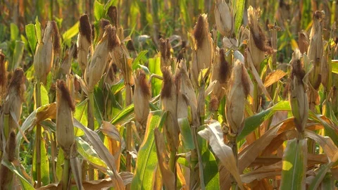 Ripe maize ready for harvest. Stock Footage 128430887