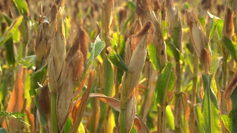 Ripe maize ready for harvest. Stock Footage 128430963
