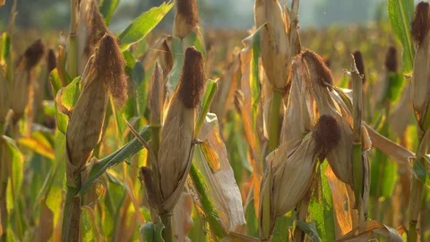 Ripe maize ready for harvest. Stock Footage 128430964