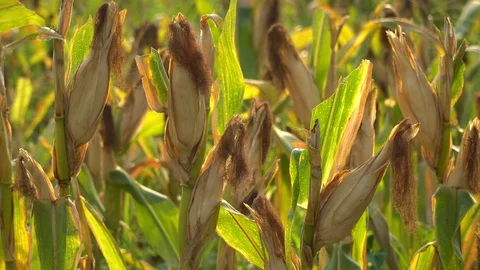 Ripe maize ready for harvest. Stock Footage 128430996