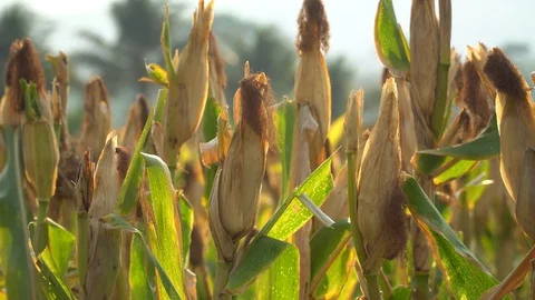 Ripe maize ready for harvest. Stock Footage 128431118