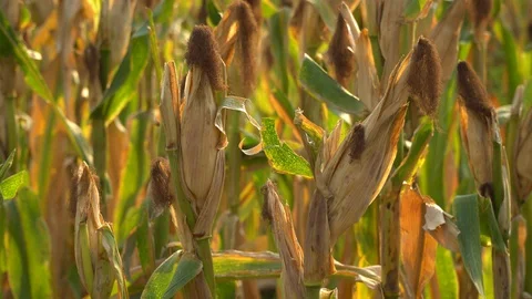Ripe maize ready for harvest. Stock Footage 128431230